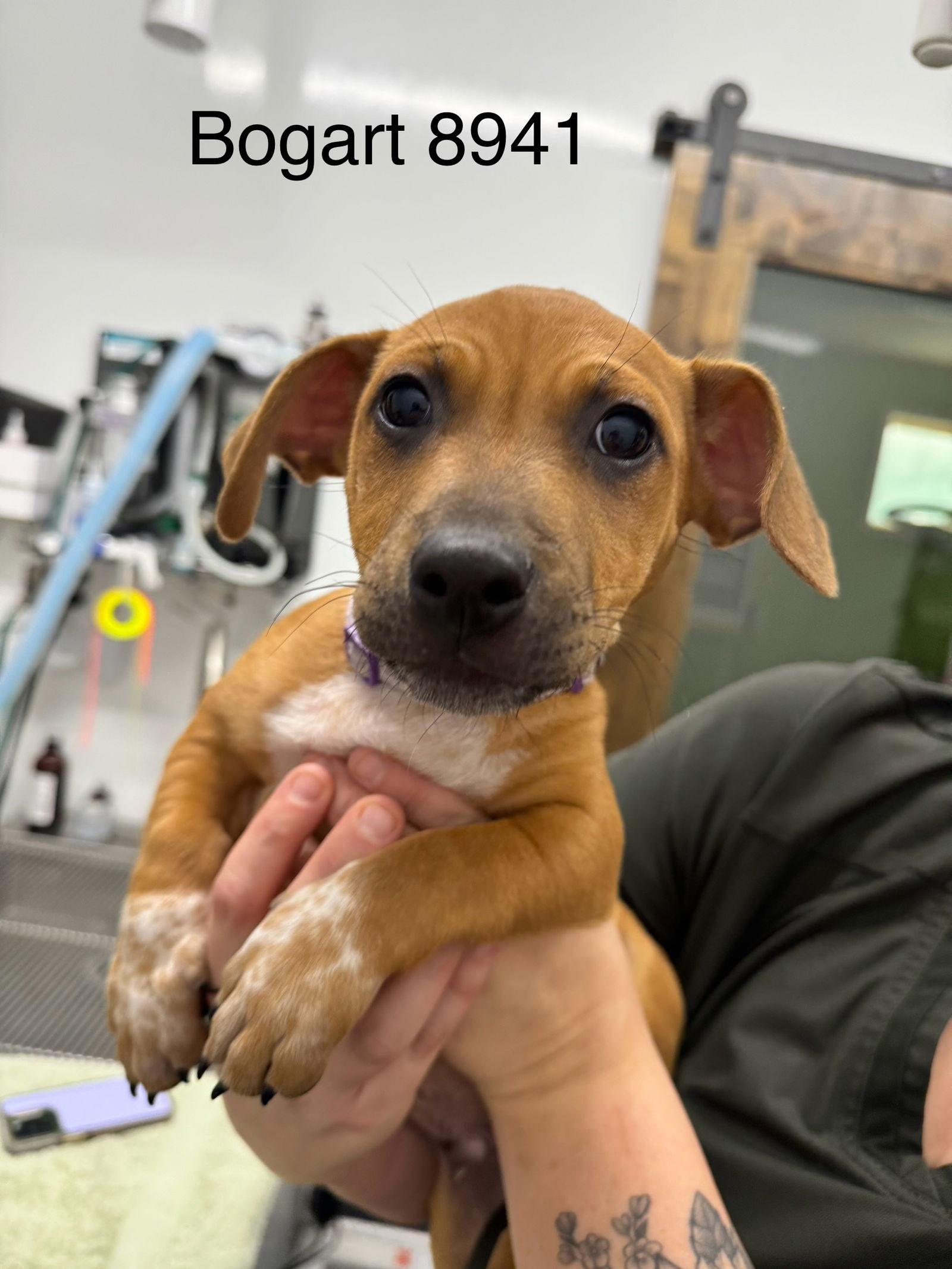 Enlarge BOGART, a Adopted Dachshund in Chico, CA image 2/3