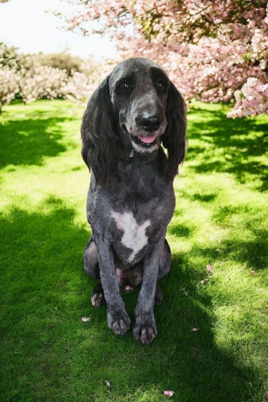 Enlarge Raggedy Ann, a Adoptable Aussiedoodle in Cumming, GA image 1/4