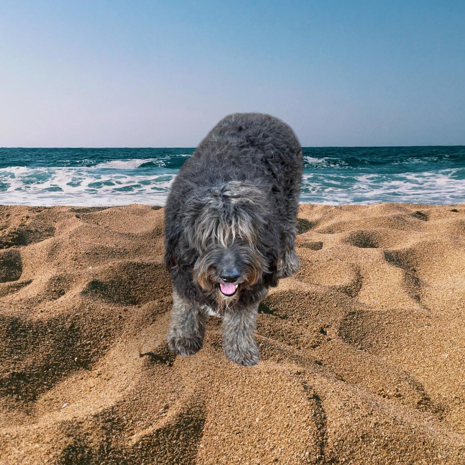 Enlarge Raggedy Ann, a Adoptable Aussiedoodle in Cumming, GA image 2/4