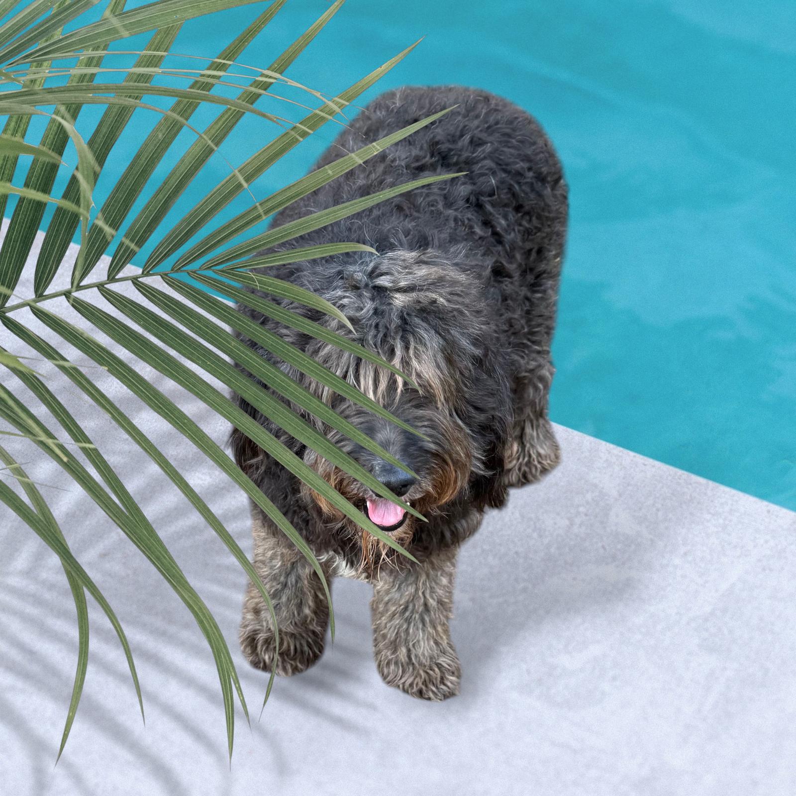 Enlarge Raggedy Ann, a Adoptable Aussiedoodle in Cumming, GA image 4/4