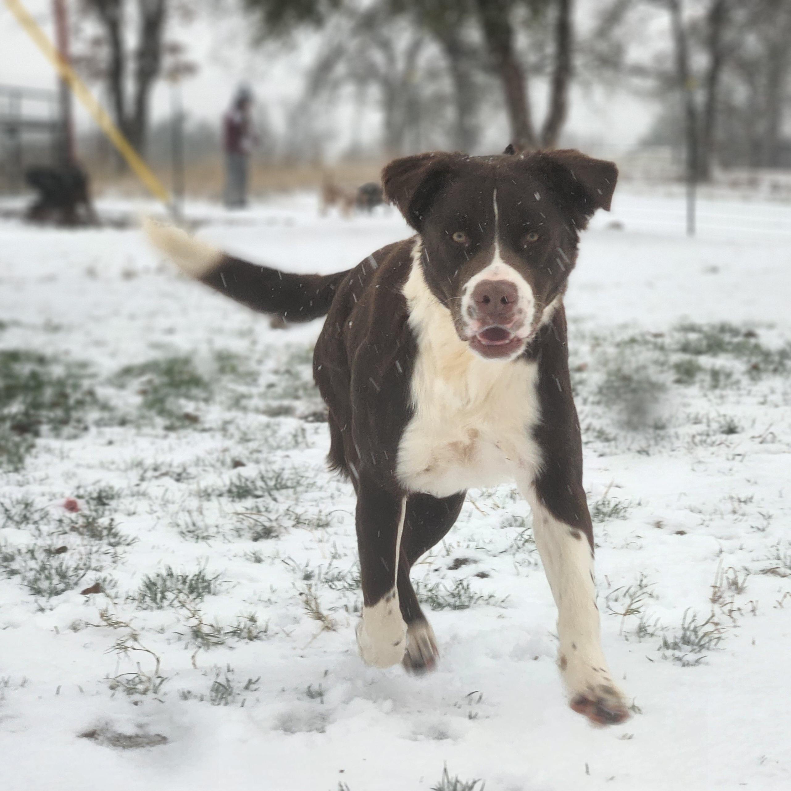 Beethoven, Adoptable, Adult Male Labrador Retriever.