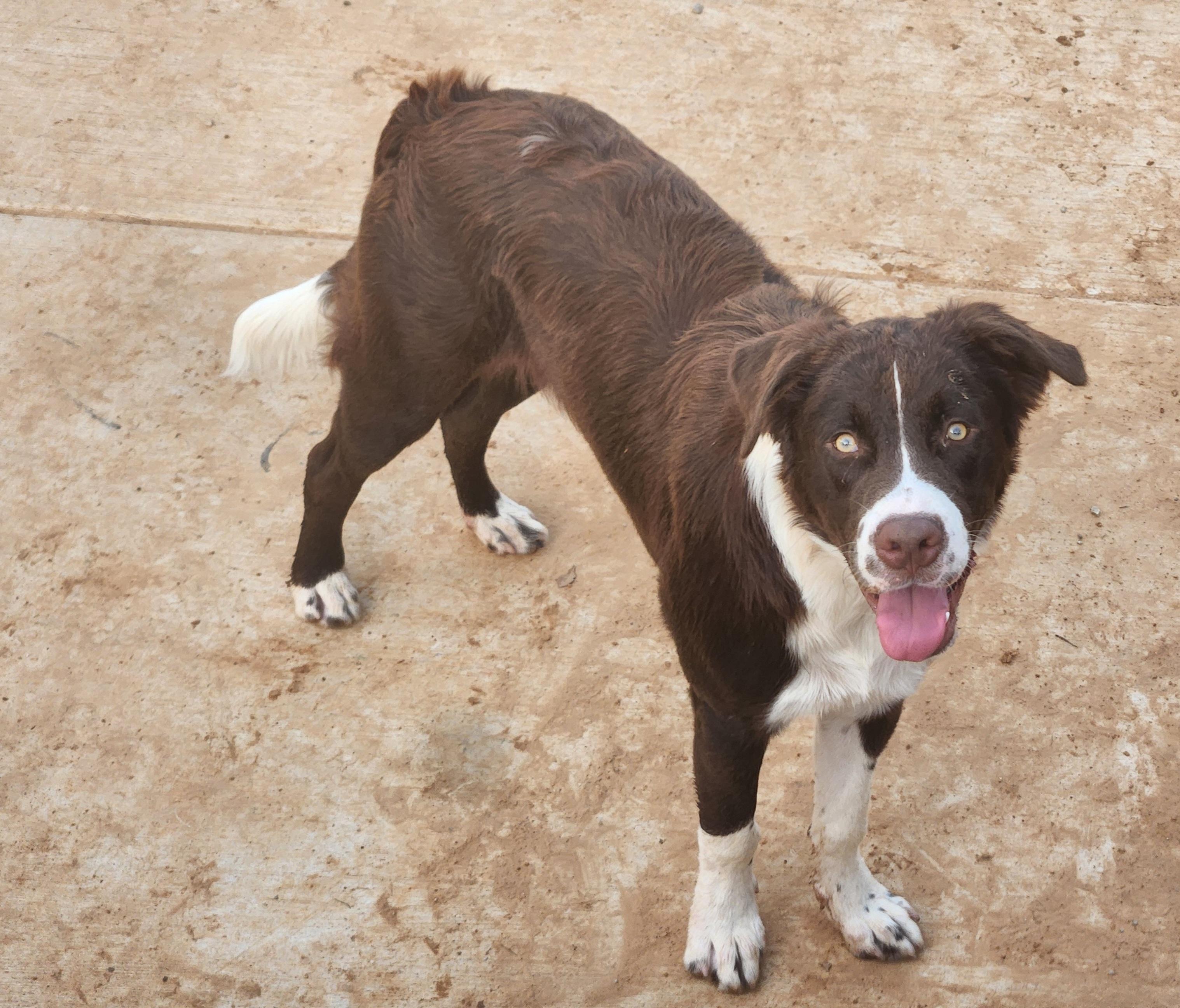 Enlarge Beethoven, a Adoptable mixed breed in Springtown, TX image 2/2