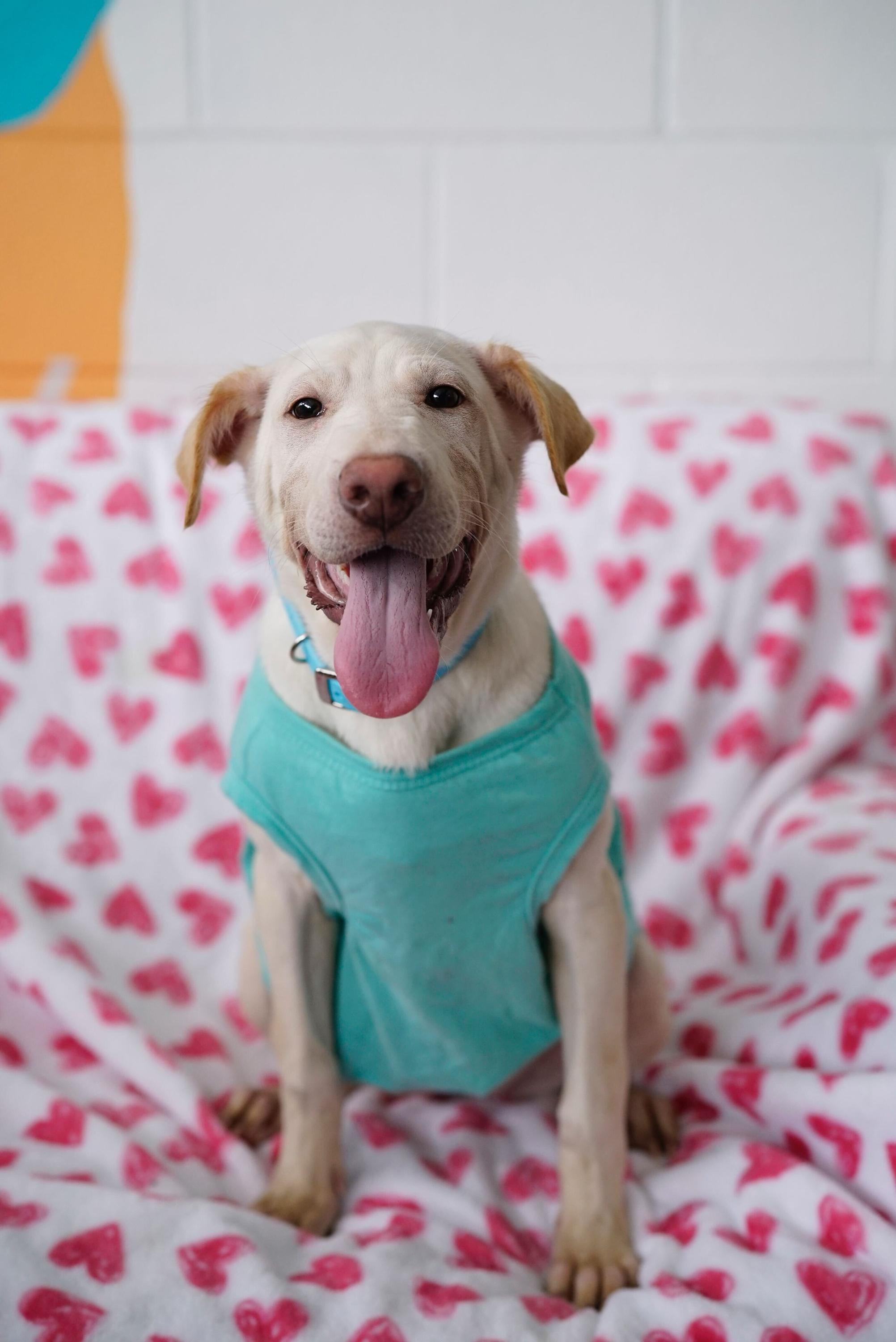 Enlarge Cinderella , a Adoptable mixed breed in Pasadena, CA image 3/5