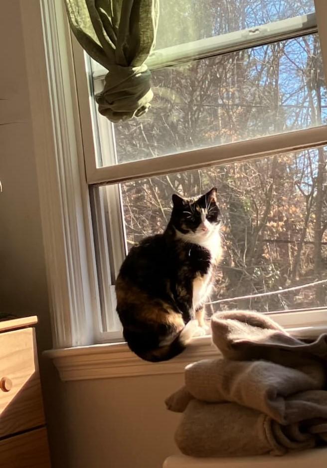 Skippy, an adoptable Domestic Short Hair in Nottingham, MD image 1/5