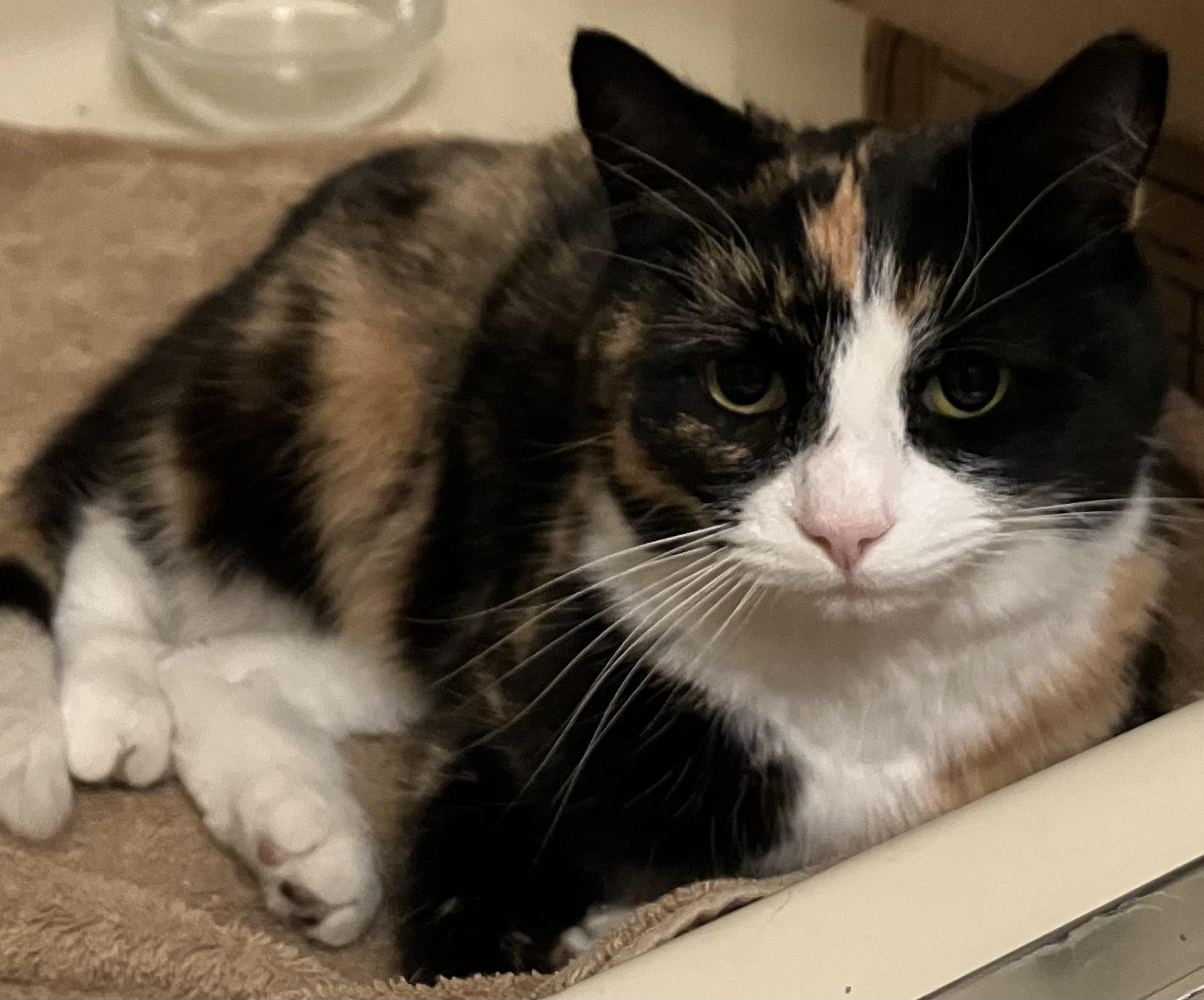 Skippy, an adoptable Domestic Short Hair in Nottingham, MD image 2/5