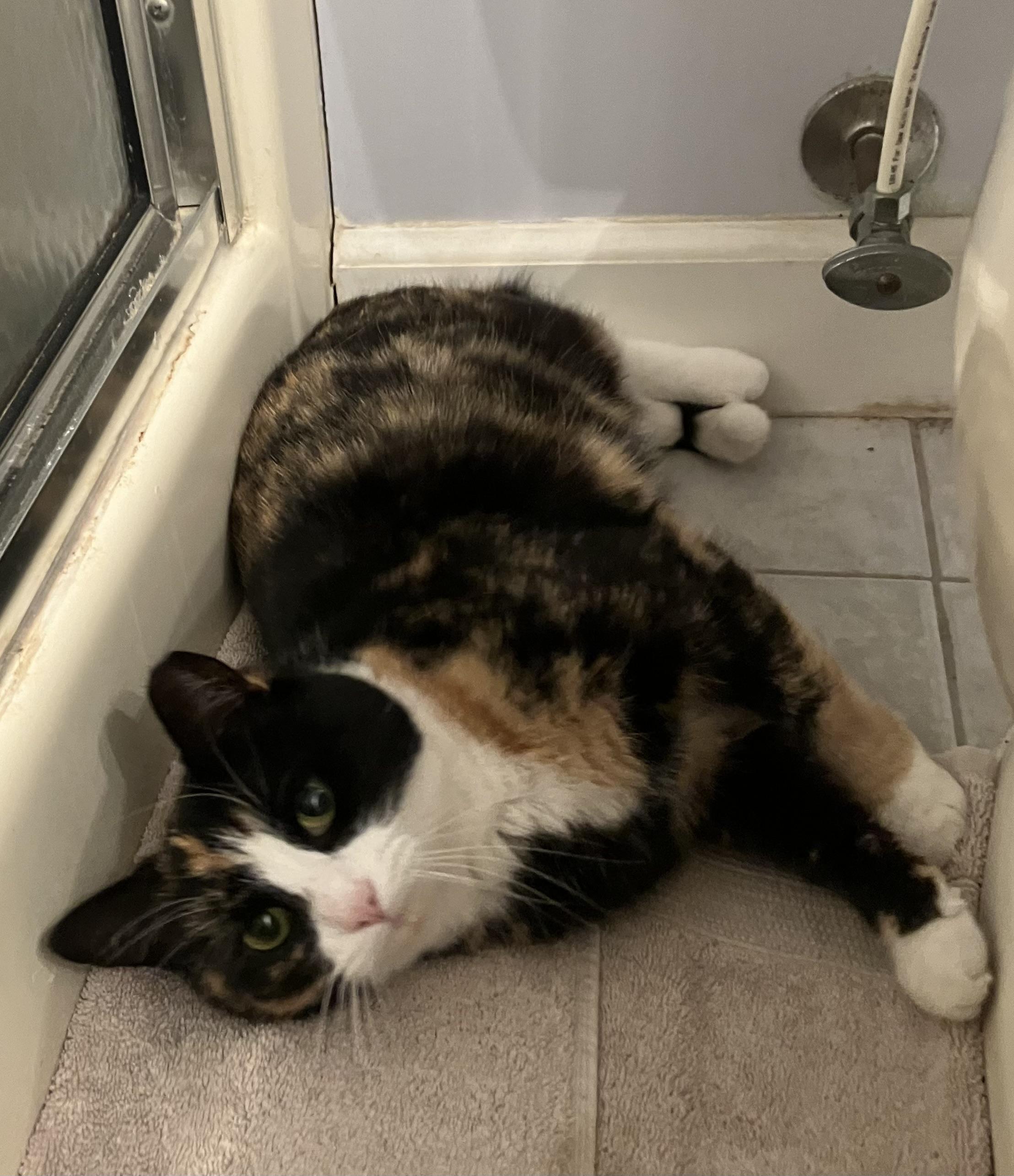 Skippy, an adoptable Domestic Short Hair in Nottingham, MD image 3/5