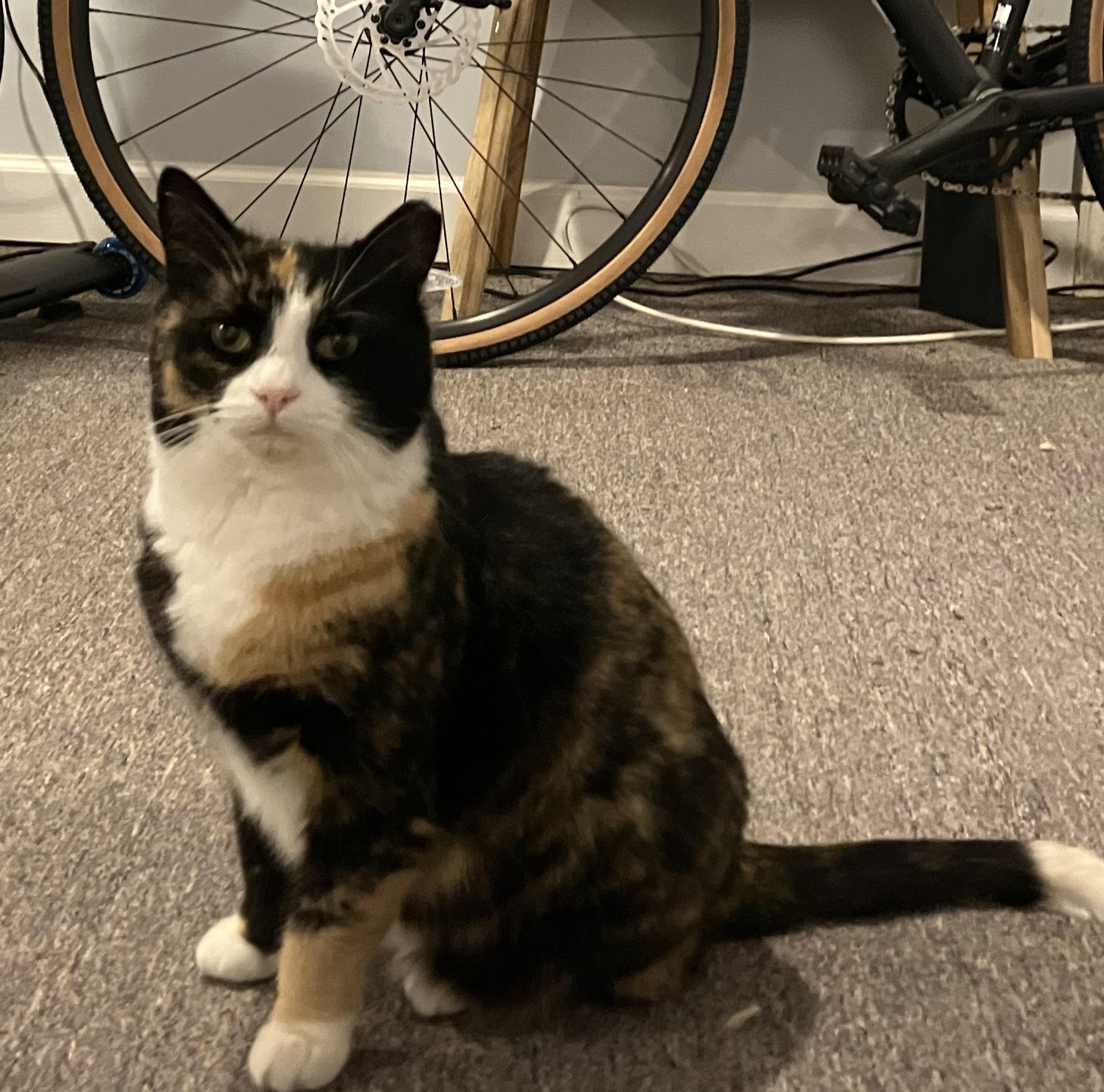 Skippy, an adoptable Domestic Short Hair in Nottingham, MD image 4/5