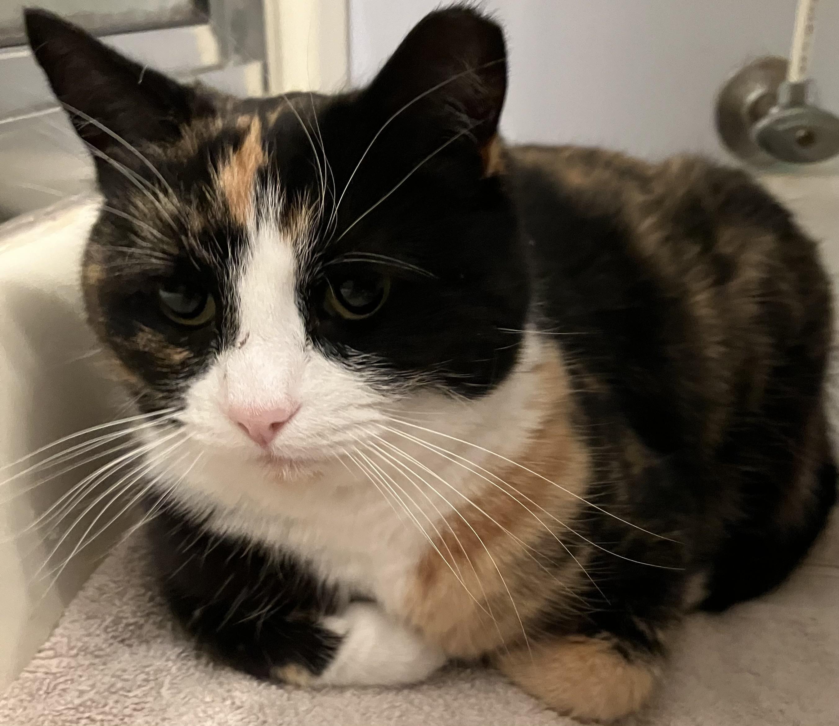 Skippy, an adoptable Domestic Short Hair in Nottingham, MD image 5/5