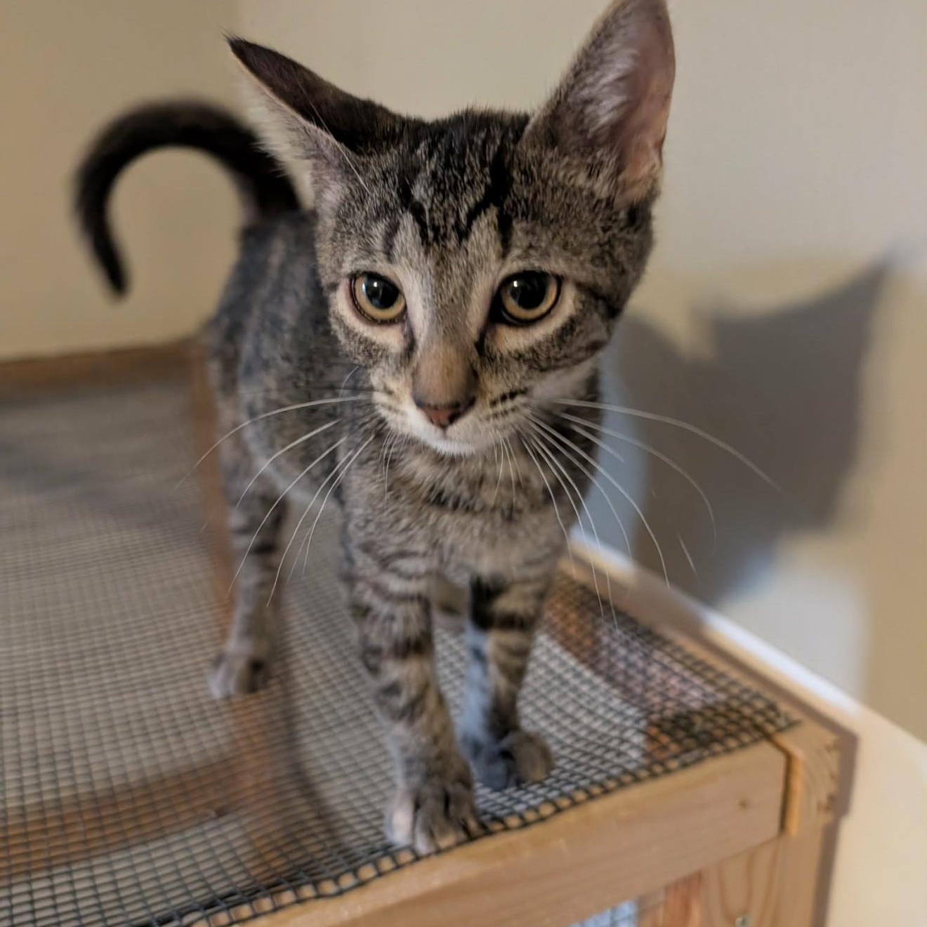 Itza, Adoptable, Kitten Male Domestic Short Hair & Tabby.
