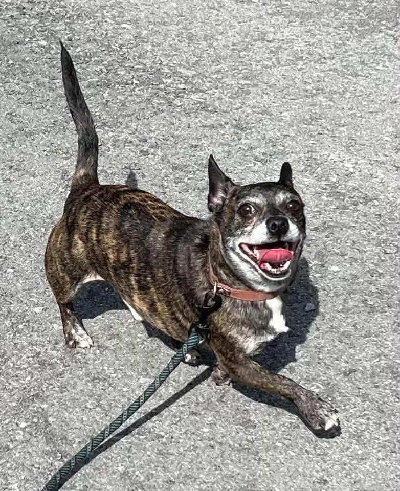 Mr.Bean, Adoptable, Adult Male Chihuahua & French Bulldog.