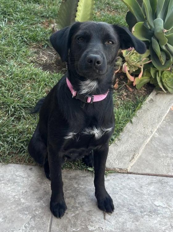 Enlarge Ninfa , a ADOPTABLE mixed breed in San Diego, CA image 3/4