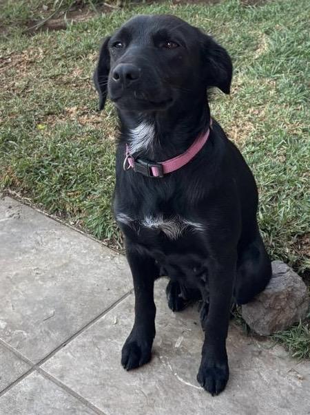 Enlarge Ninfa , a ADOPTABLE mixed breed in San Diego, CA image 2/4