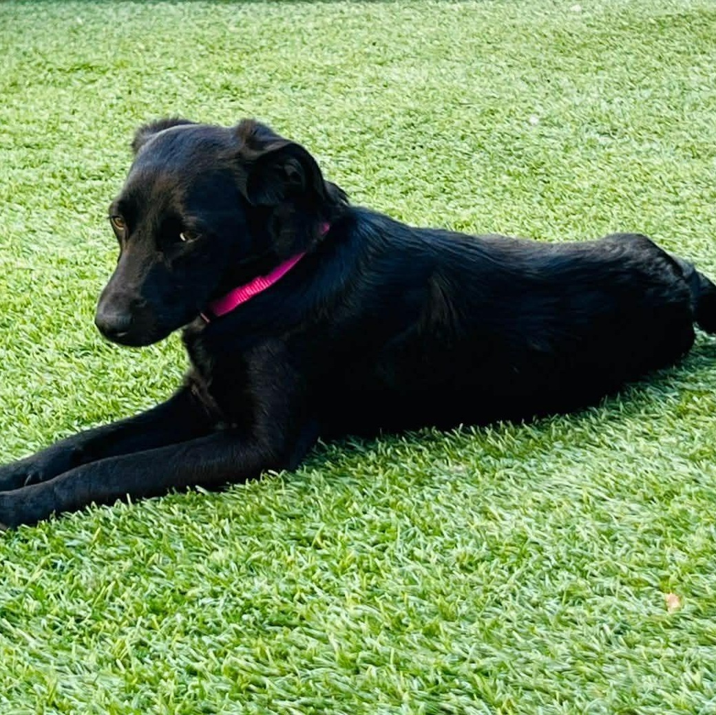 Ninfa , ADOPTABLE, Adult Female Black Labrador Retriever.