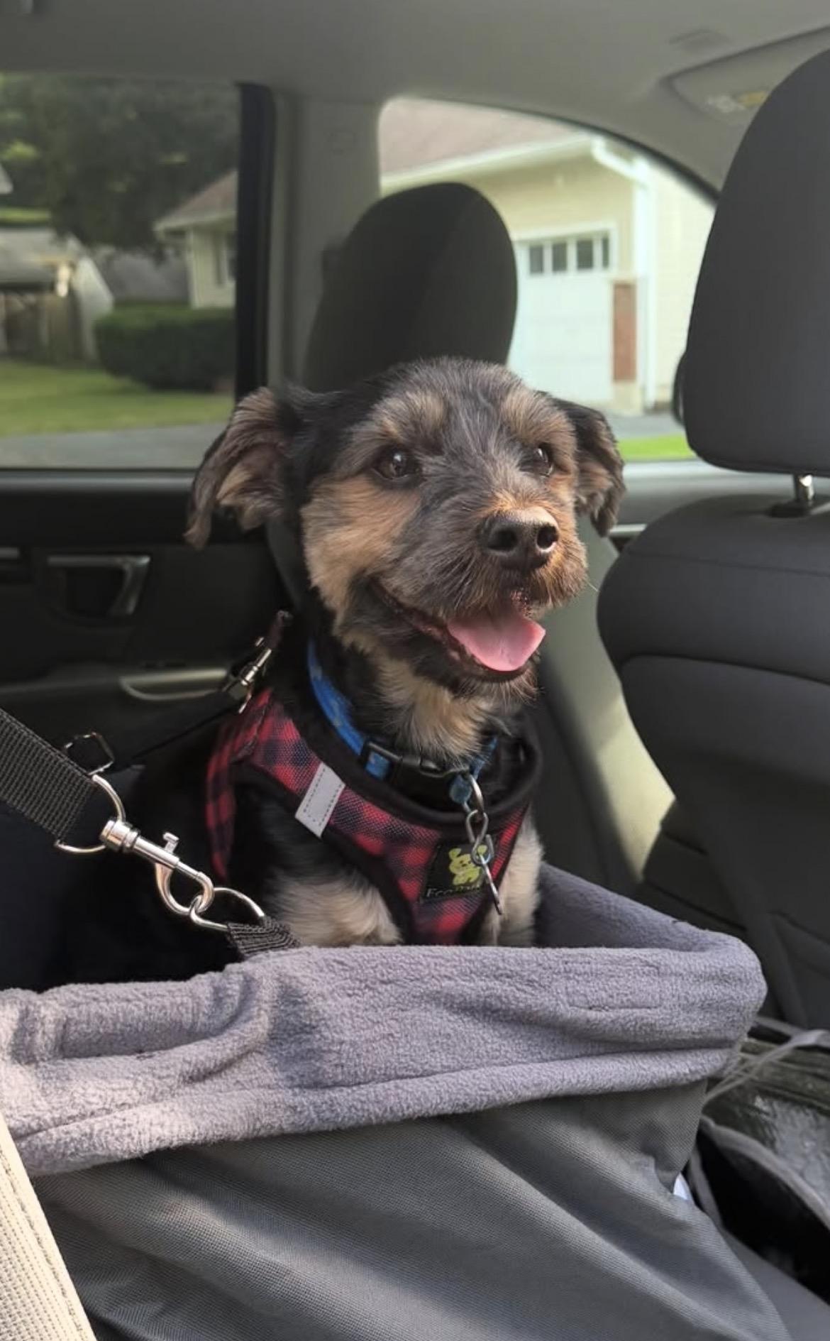 Willie, ADOPTABLE, Adult Male Terrier.