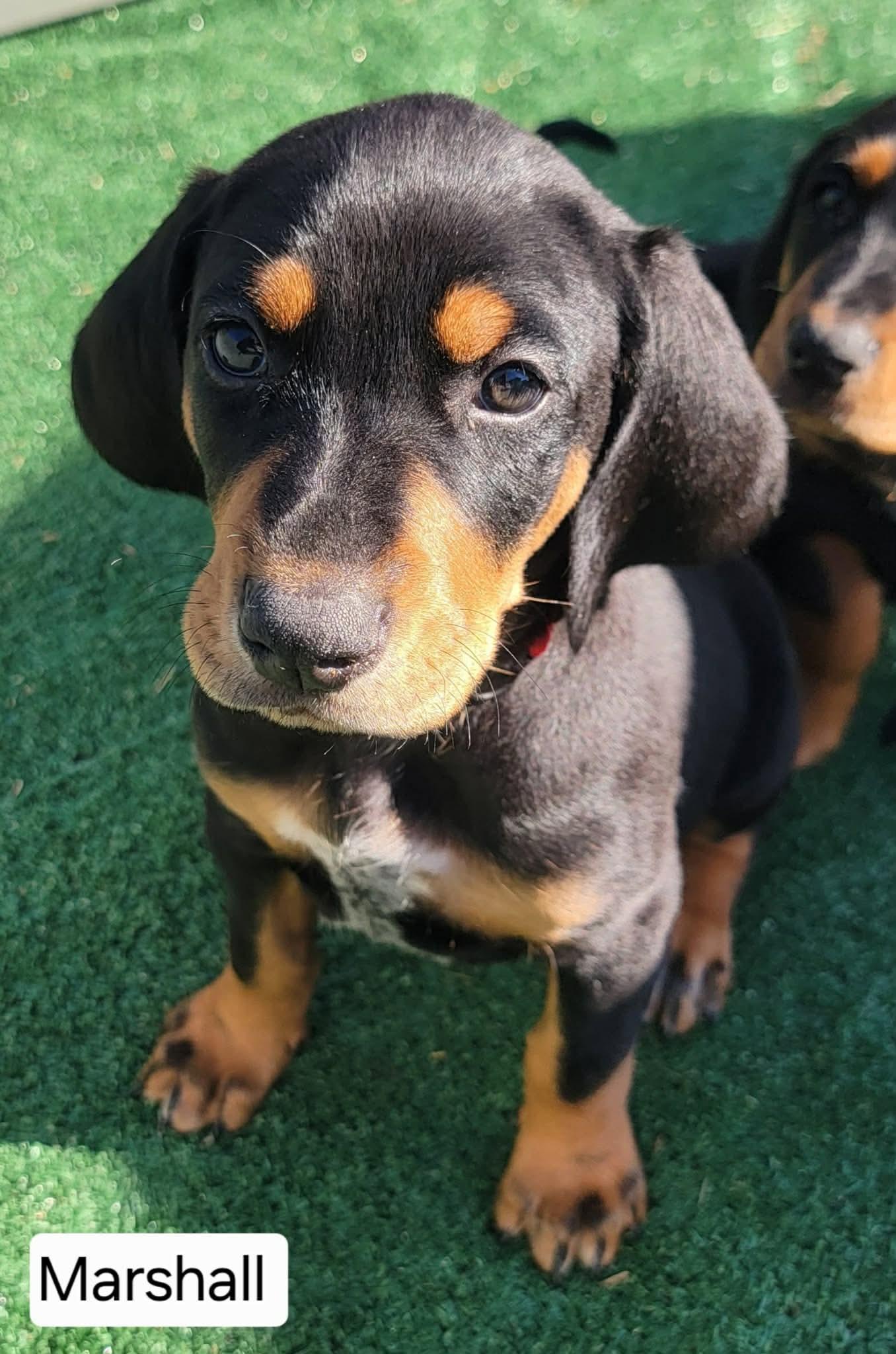 Marshall, Adopted, Puppy Male Doberman Pinscher & Bluetick Coonhound.