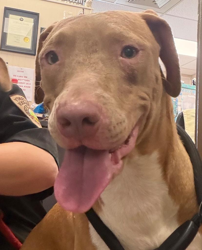 Enlarge Cindarella, a Adoptable mixed breed in Springfield, OH image 1/1