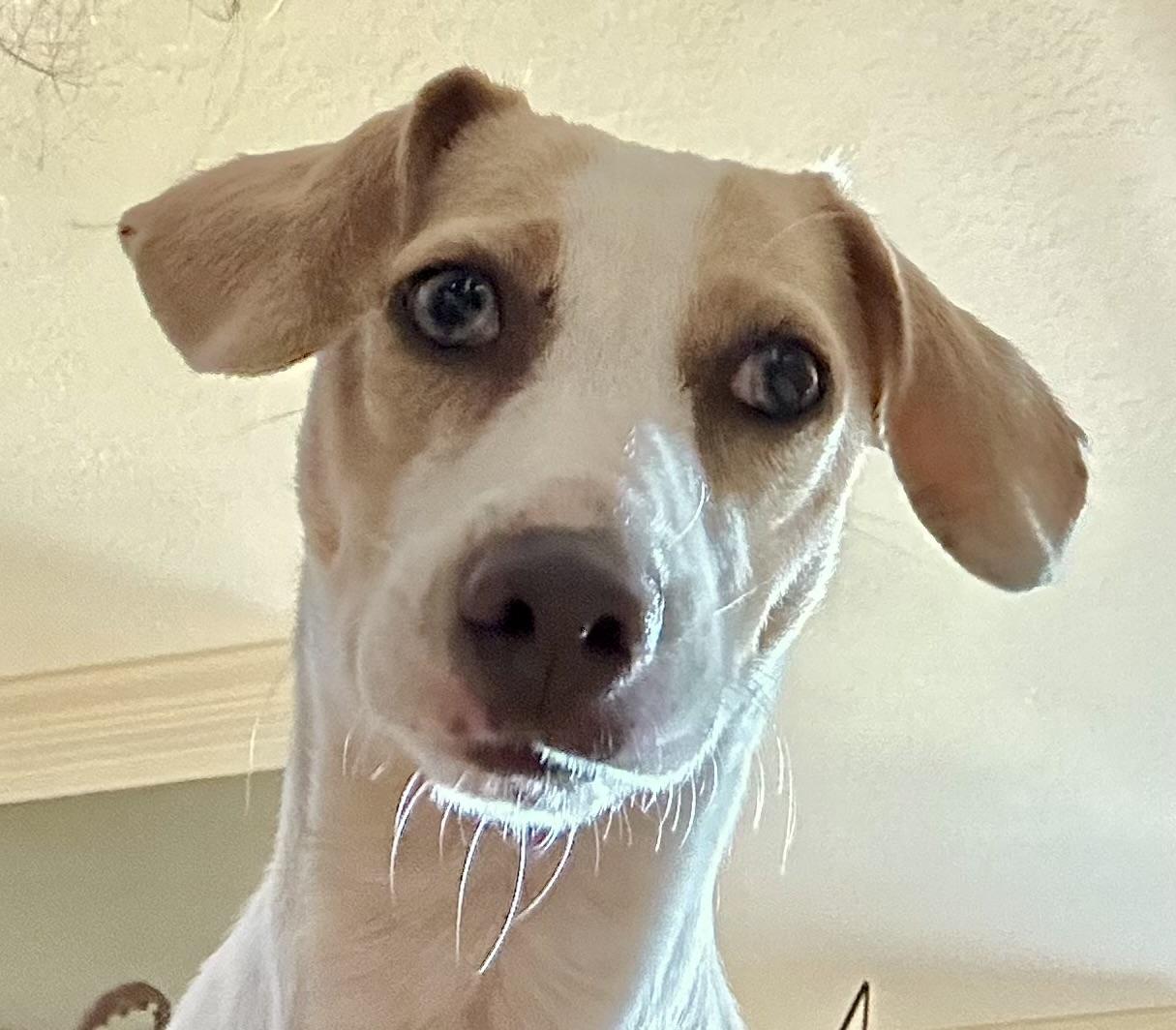 Enlarge Lucy: Your New Best Friend, an adoptable mixed breed in Lake Forest, IL image 2/6