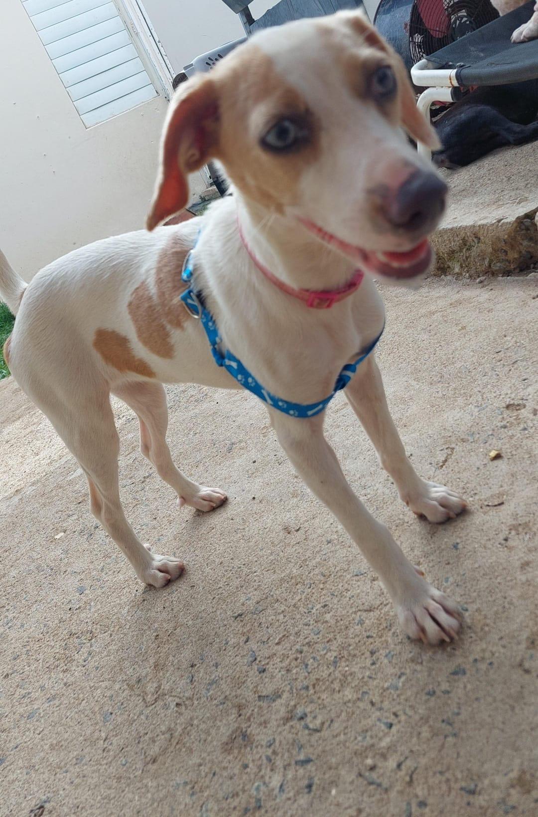 Enlarge Lucy: Your New Best Friend, an adoptable mixed breed in Lake Forest, IL image 5/6