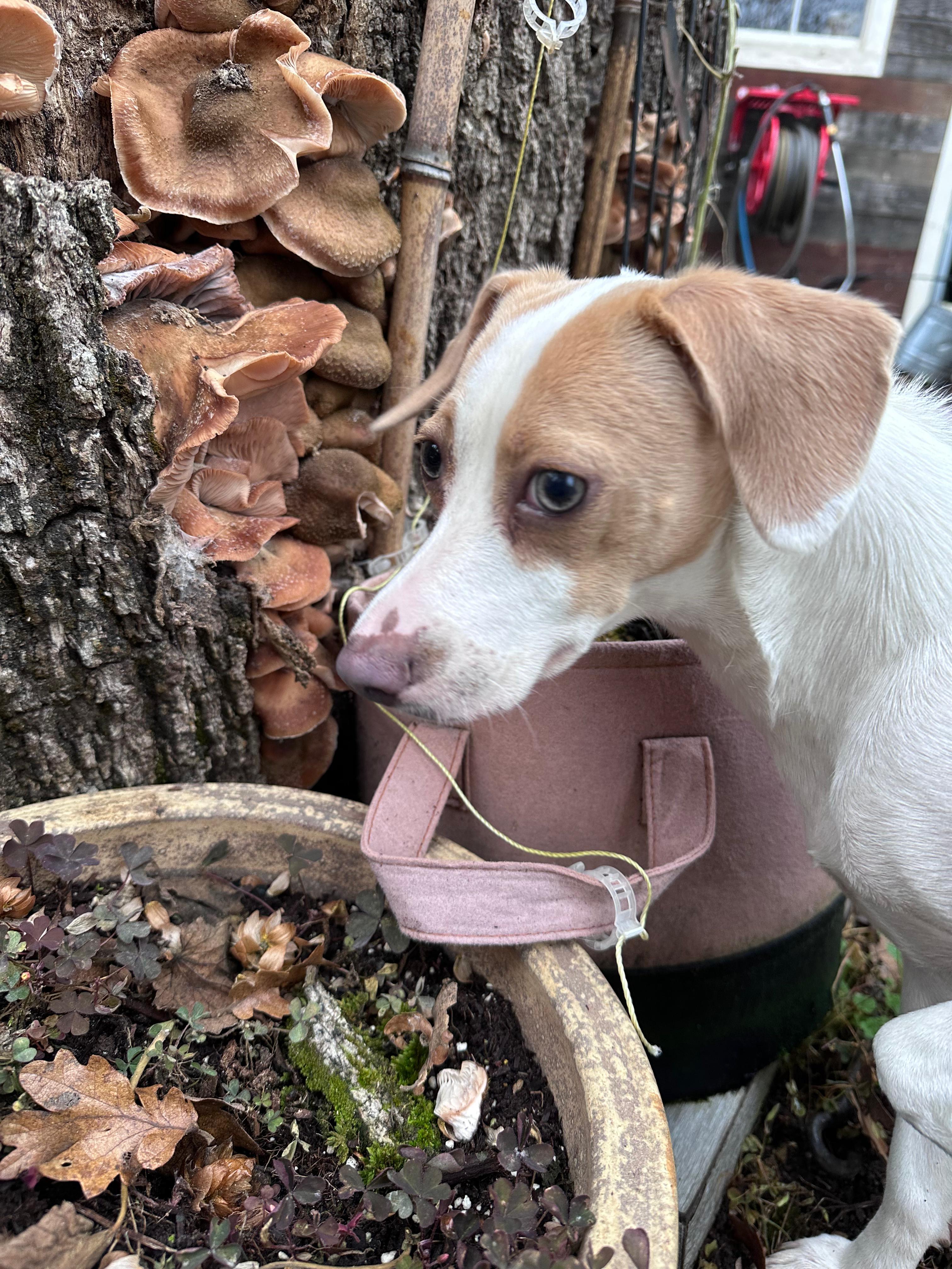 Lucy: Your New Best thumbnail 6