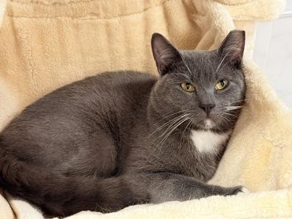 Enlarge Gunner, a Adoptable mixed breed in Venice, FL image 1/3