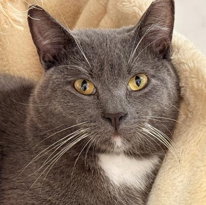 Gunner, Adoptable, Adult Male Domestic Short Hair & Domestic Short Hair.