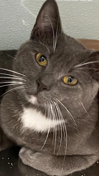 Enlarge Gunner, a Adoptable mixed breed in Venice, FL image 3/3