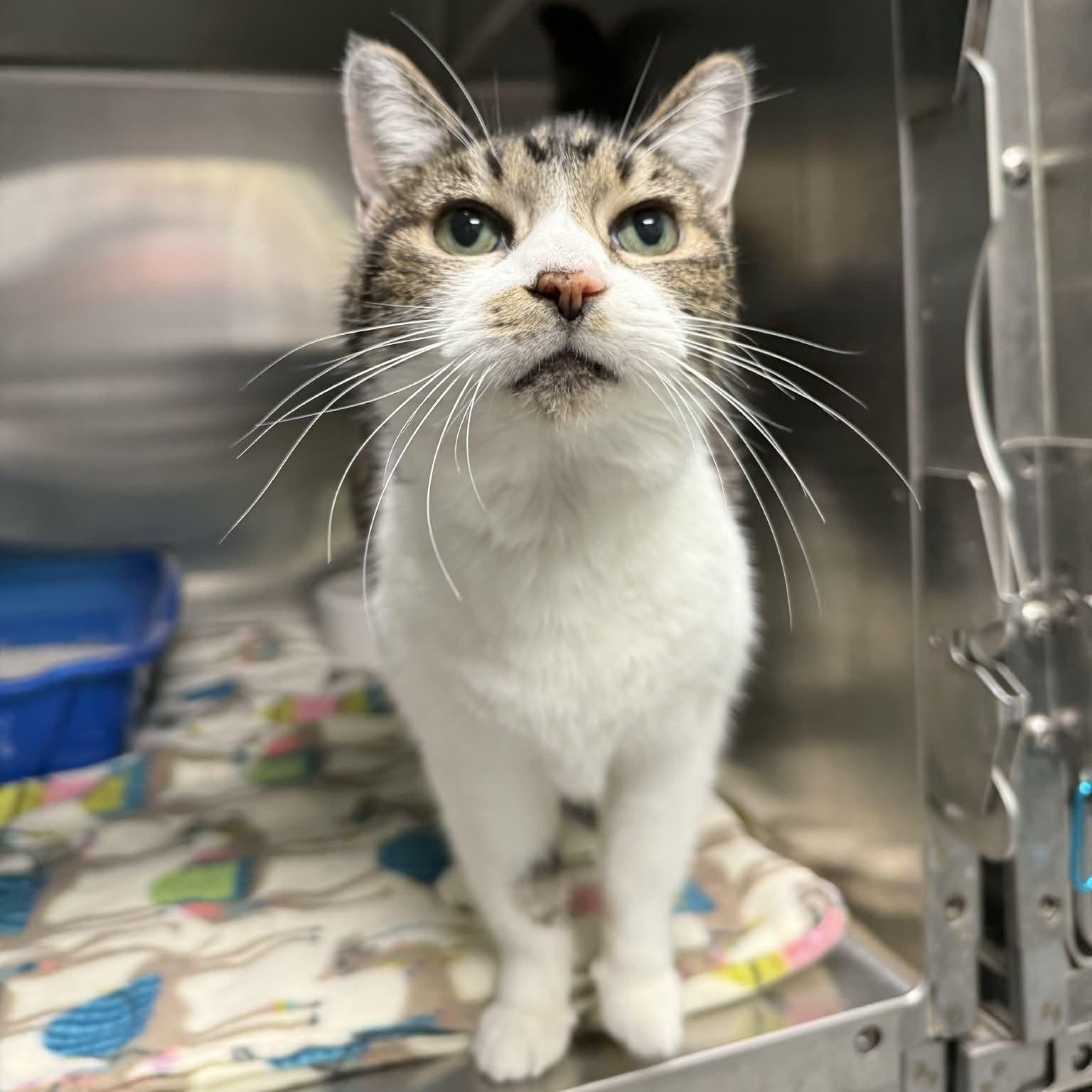 Cheyenne, Adoptable, Senior Female Domestic Short Hair.