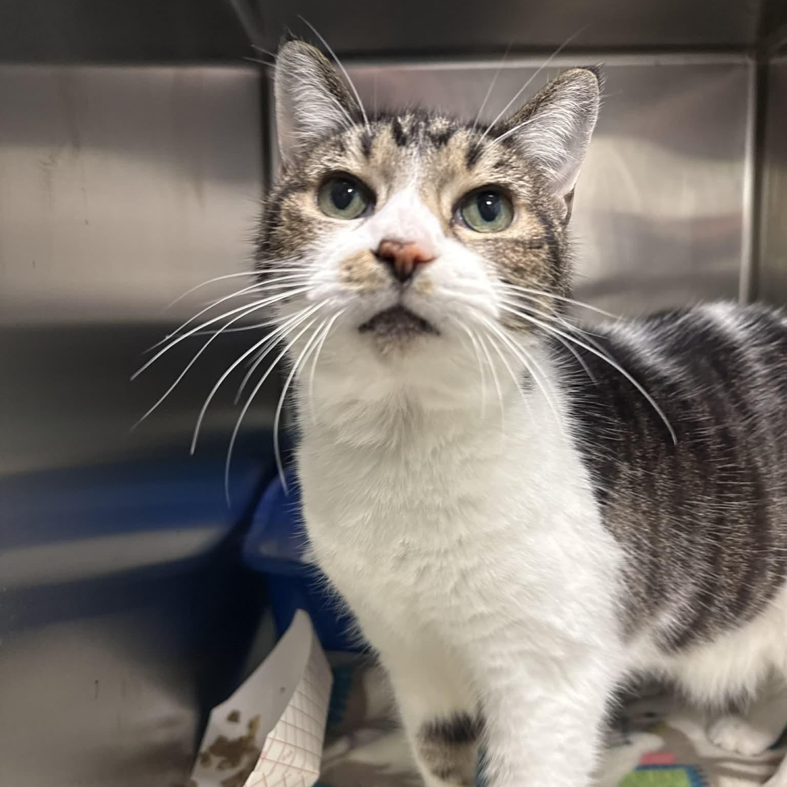 Cheyenne, a Adoptable Domestic Short Hair in Martinsville, IN image 2/2