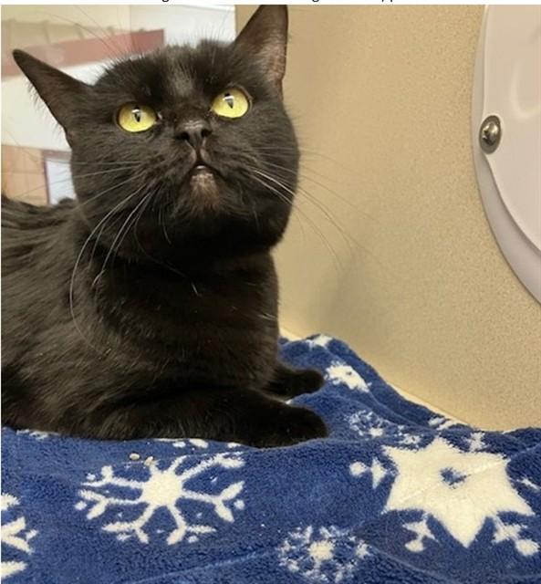 VELVET, Adoptable, Young Female Domestic Short Hair.