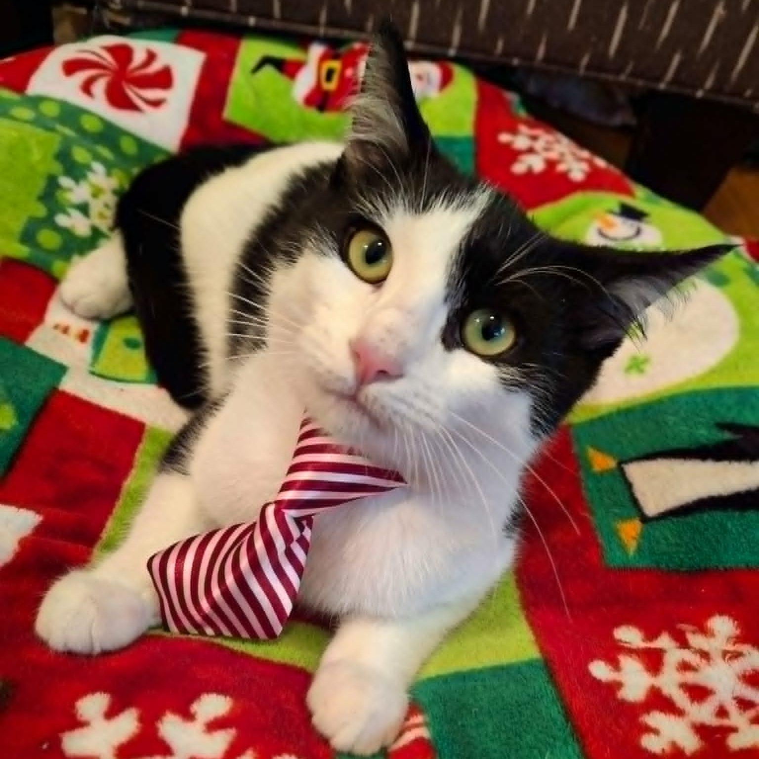 Fancy Pants, Adoptable, Kitten Male Domestic Short Hair.