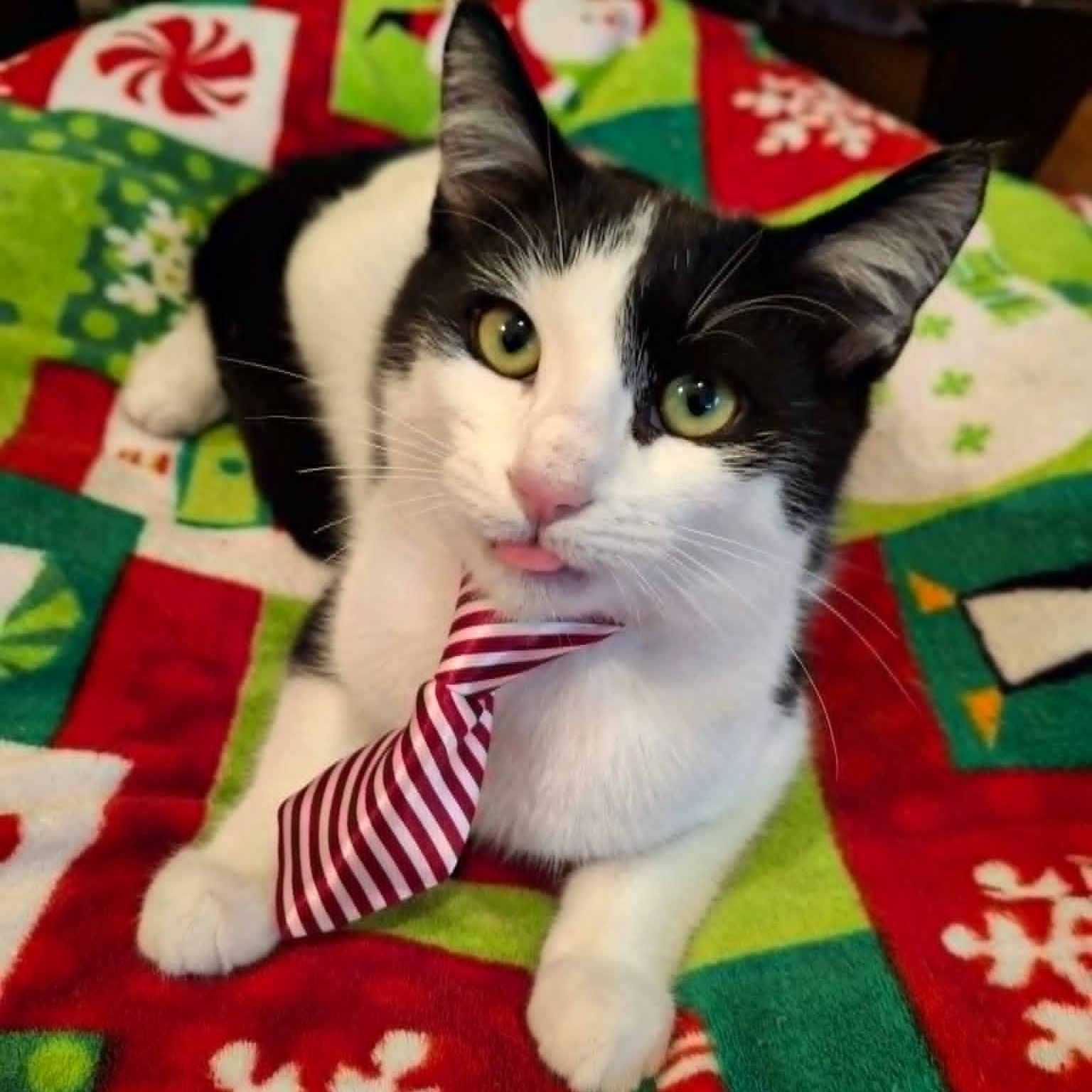 Fancy Pants, a Adoptable Domestic Short Hair in Watertown, WI image 2/5
