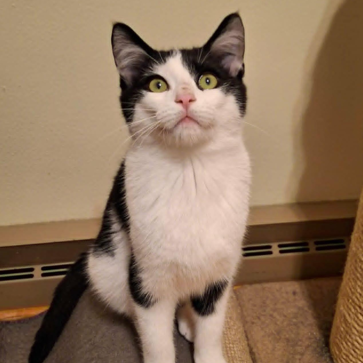 Fancy Pants, a Adoptable Domestic Short Hair in Watertown, WI image 4/5