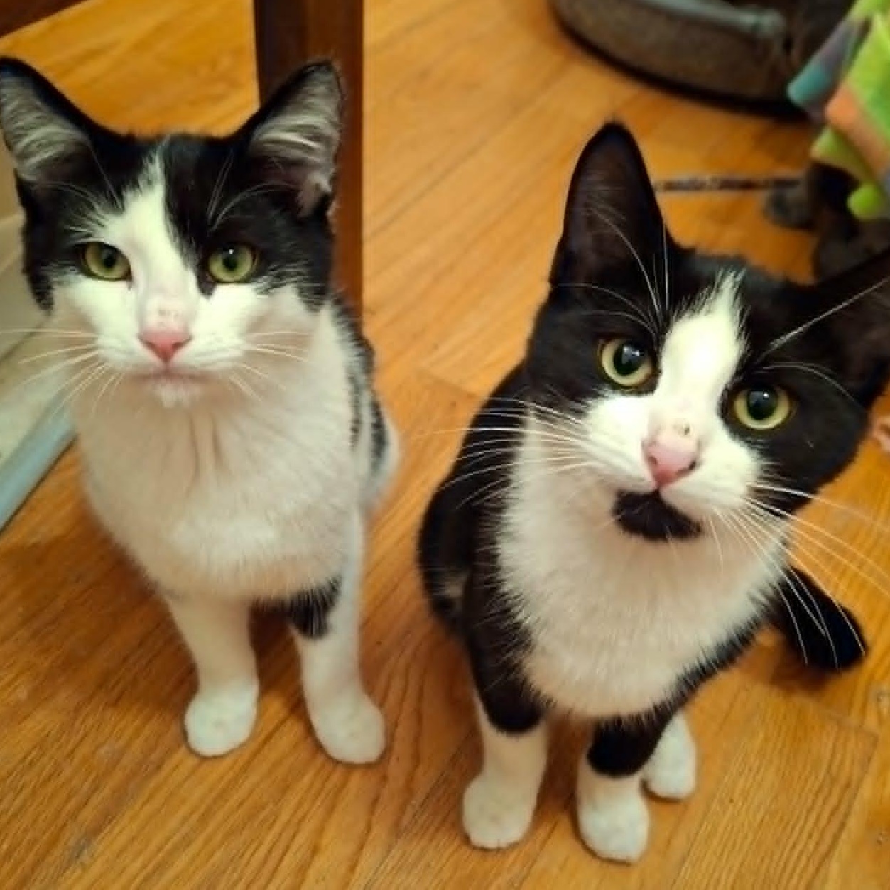 Fancy Pants, a Adoptable Domestic Short Hair in Watertown, WI image 5/5