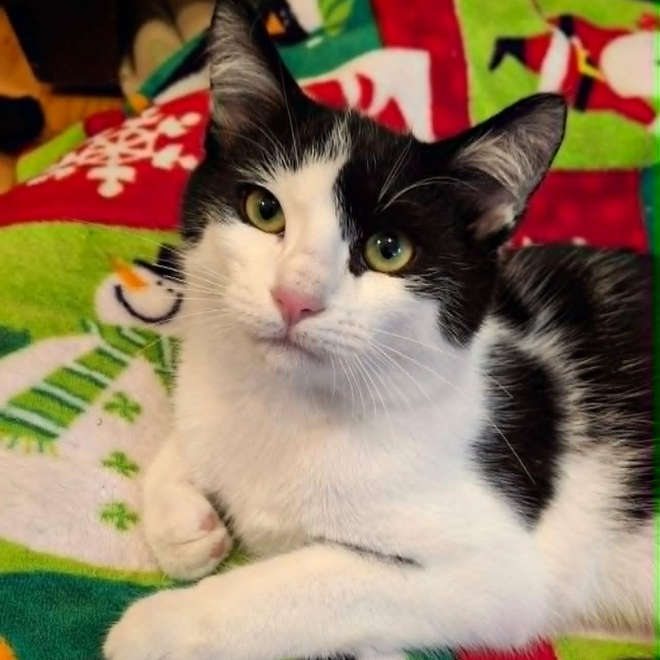Fancy Pants, a Adoptable Domestic Short Hair in Watertown, WI image 1/5