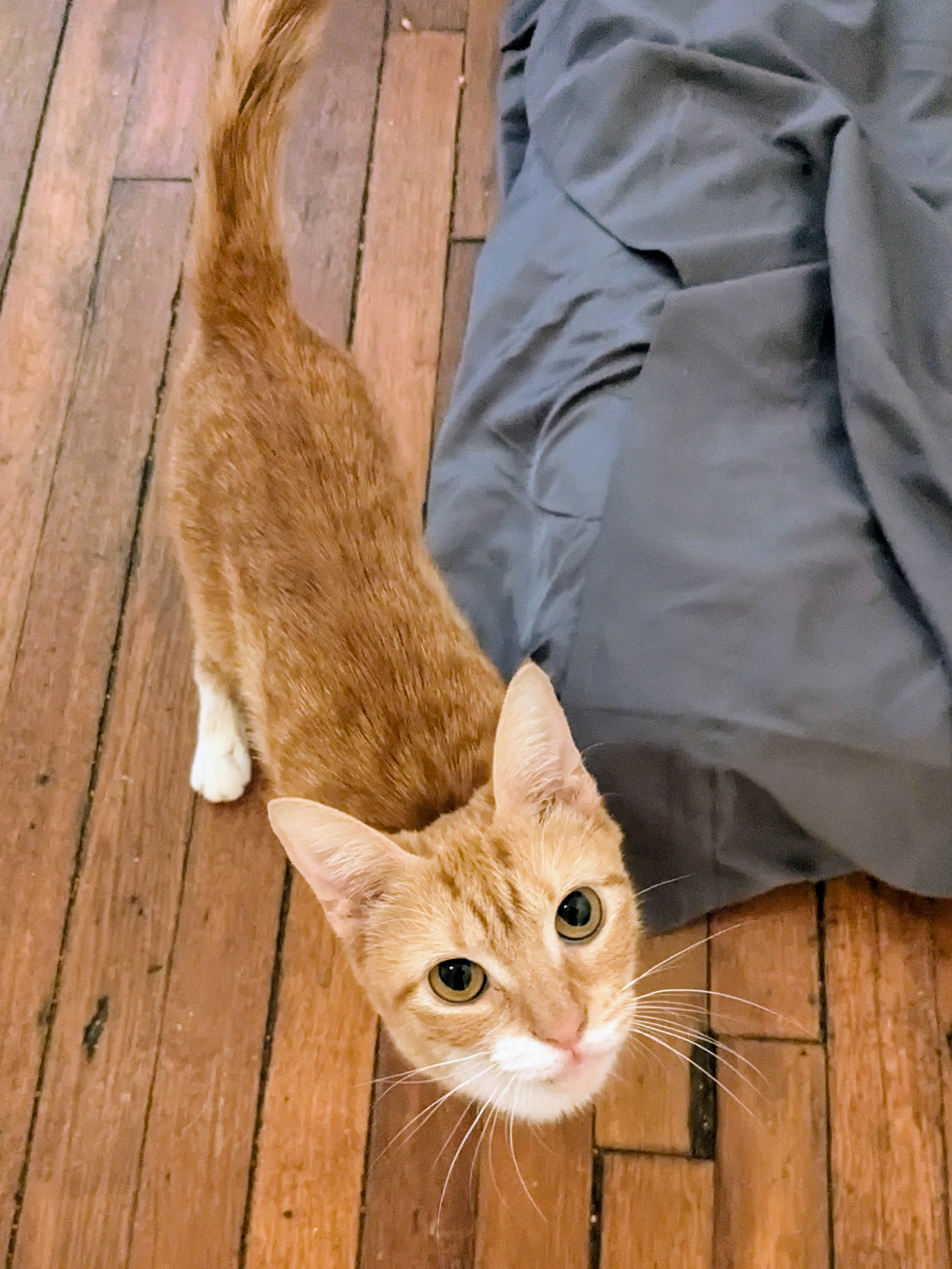 Swoosie, Adopted, Kitten Female American Shorthair.