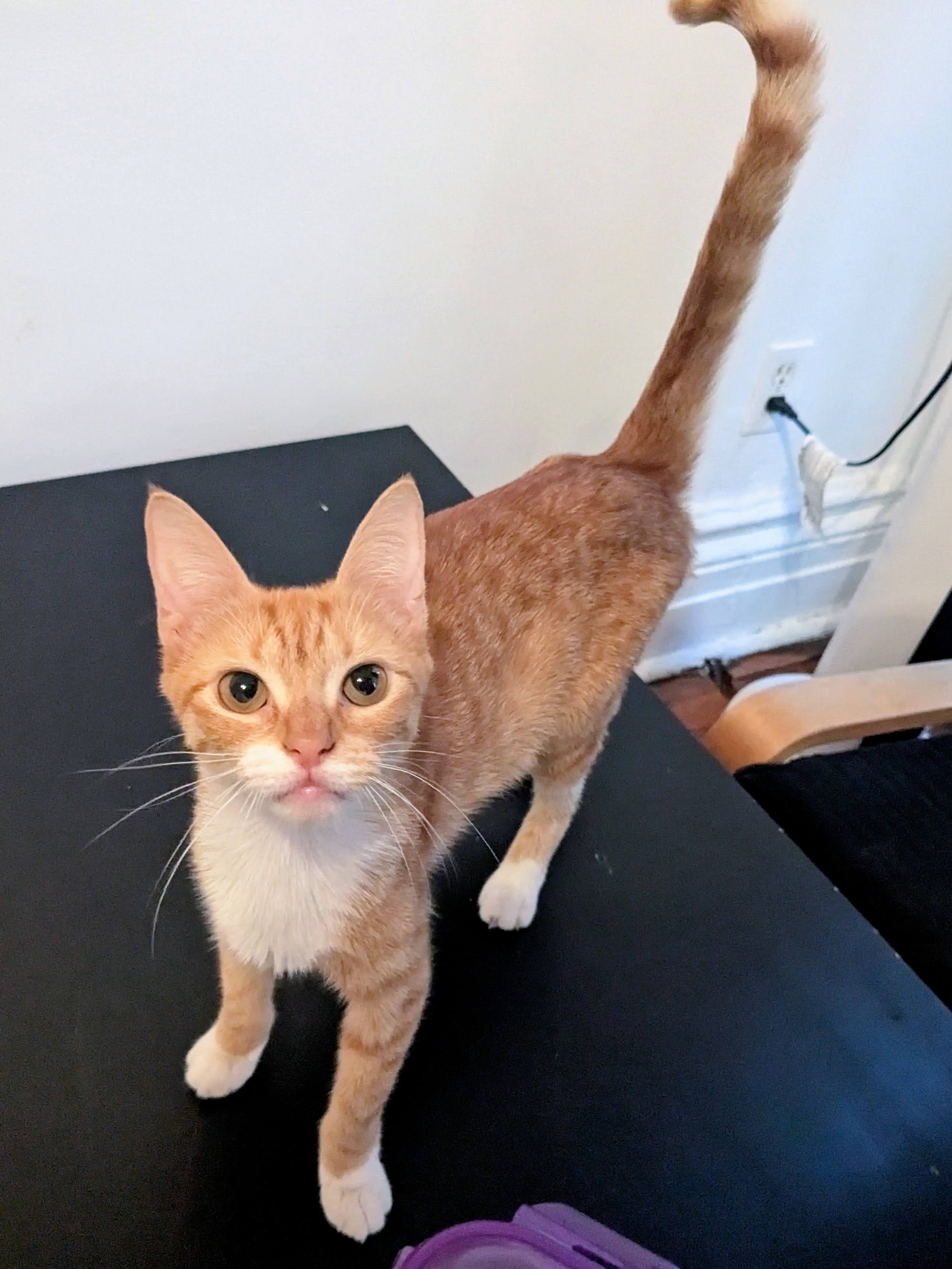 Swoosie, a Adopted American Shorthair in Brooklyn, NY image 2/4