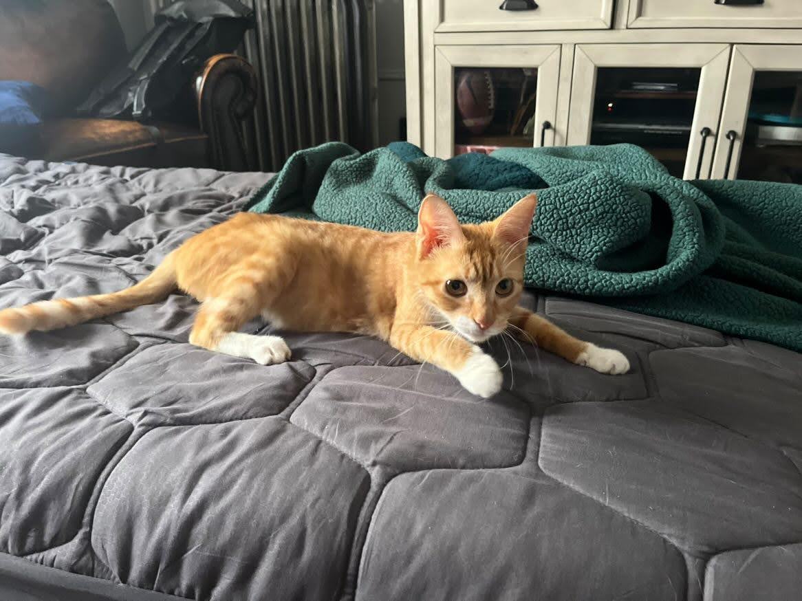 Swoosie, a Adopted American Shorthair in Brooklyn, NY image 3/4