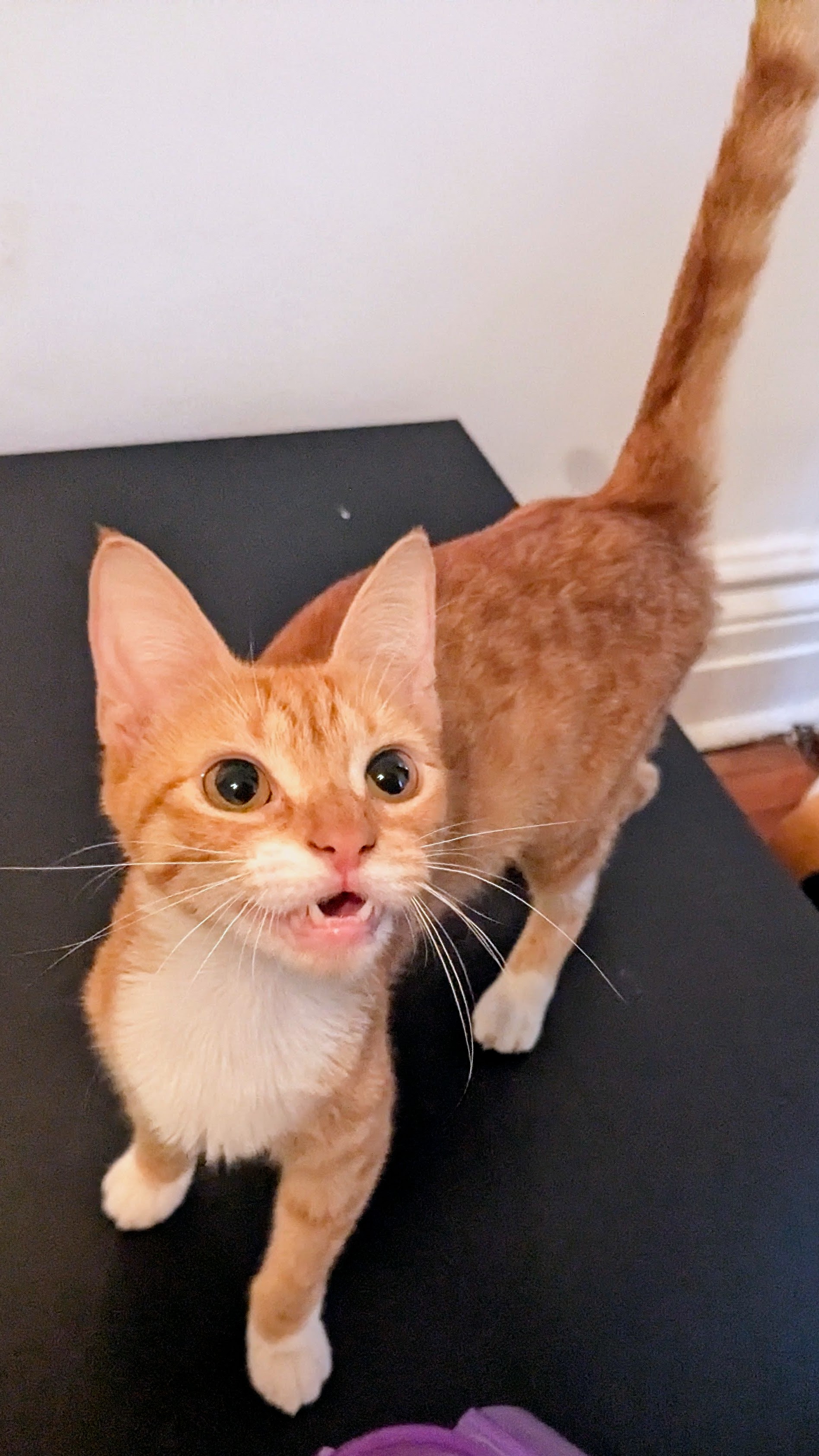 Swoosie, a Adopted American Shorthair in Brooklyn, NY image 4/4