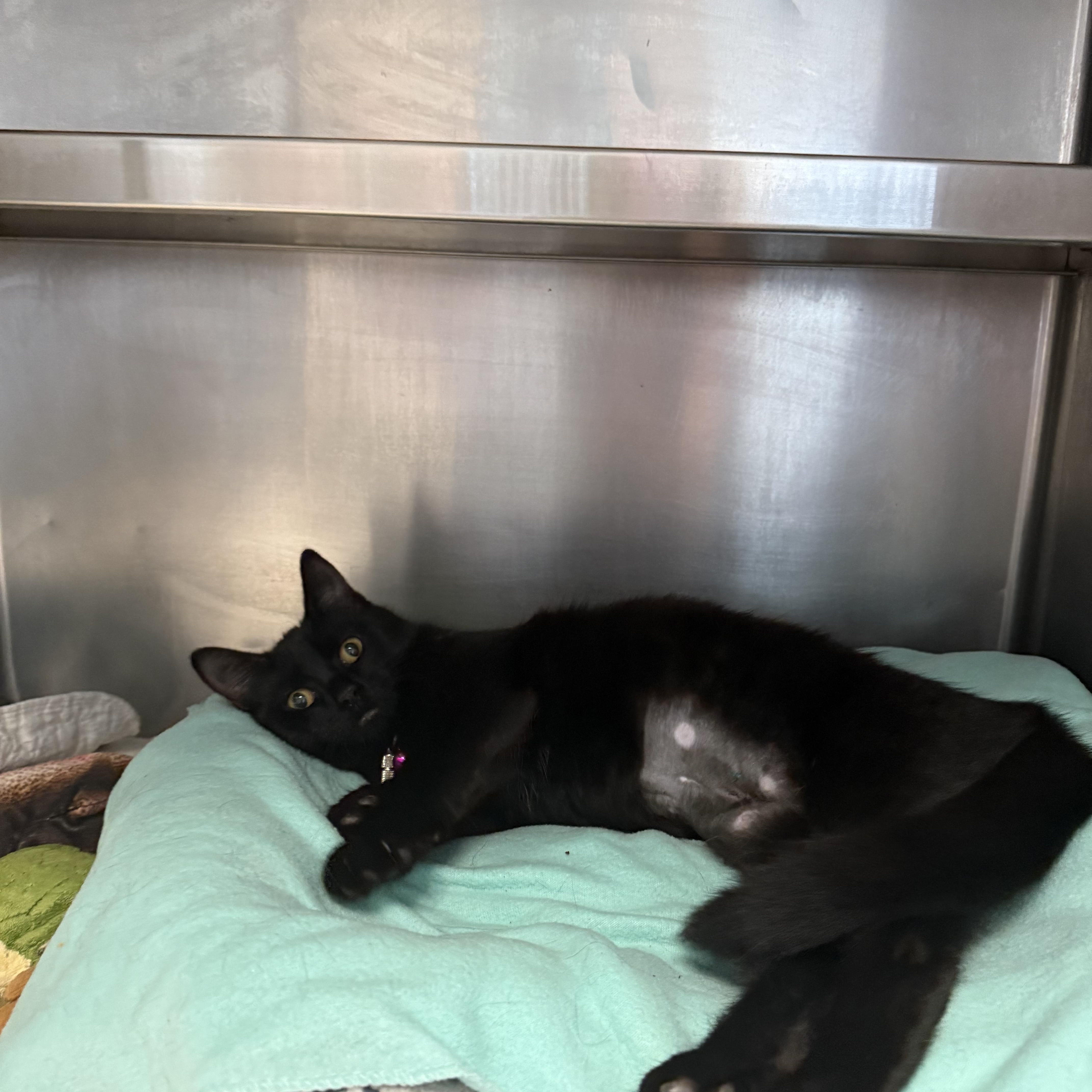 Eclipse, Adopted, Young Female Domestic Short Hair.