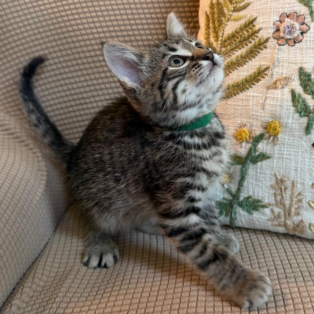 Finney, a Adoptable Domestic Short Hair in Flower Mound, TX image 1/6