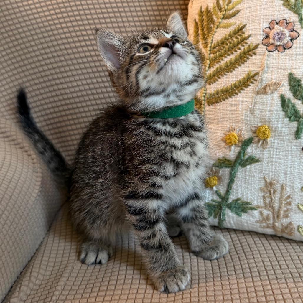 Finney, a Adoptable Domestic Short Hair in Flower Mound, TX image 3/6