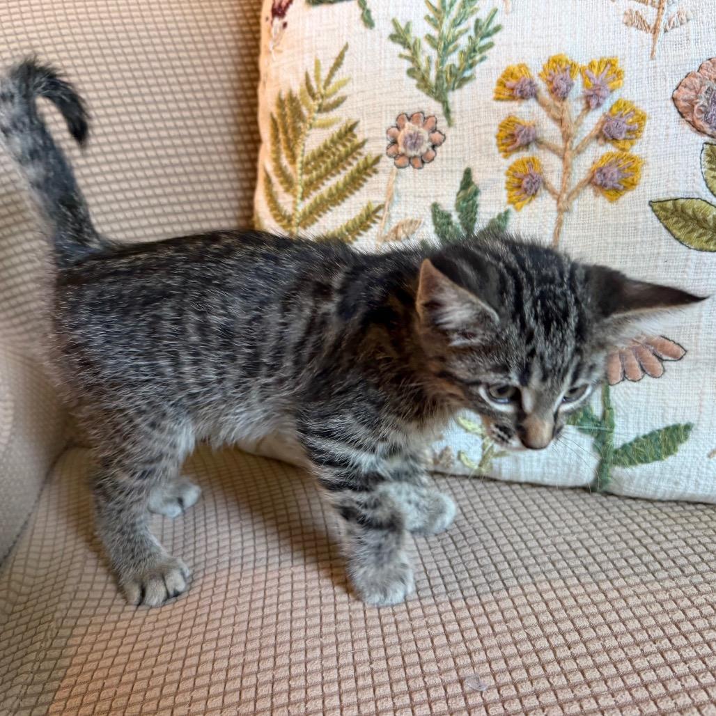 Finney, a Adoptable Domestic Short Hair in Flower Mound, TX image 5/6