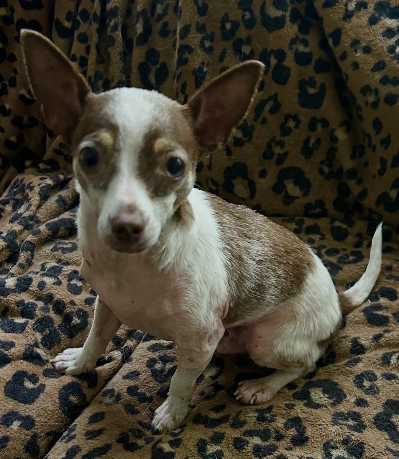 Wemby, a ADOPTABLE Chihuahua in Beaverton, OR image 1/6