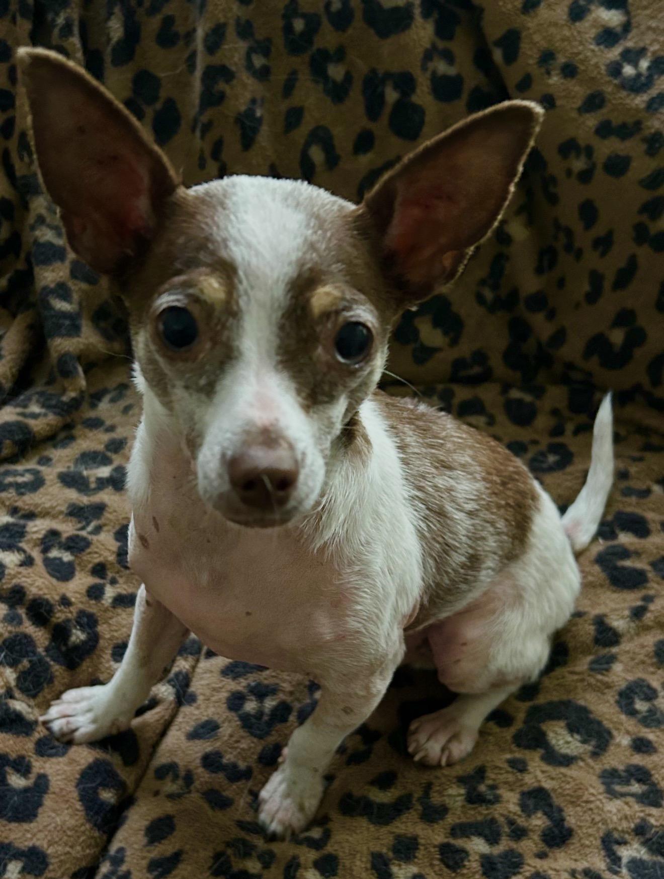 Wemby, a ADOPTABLE Chihuahua in Beaverton, OR image 4/6