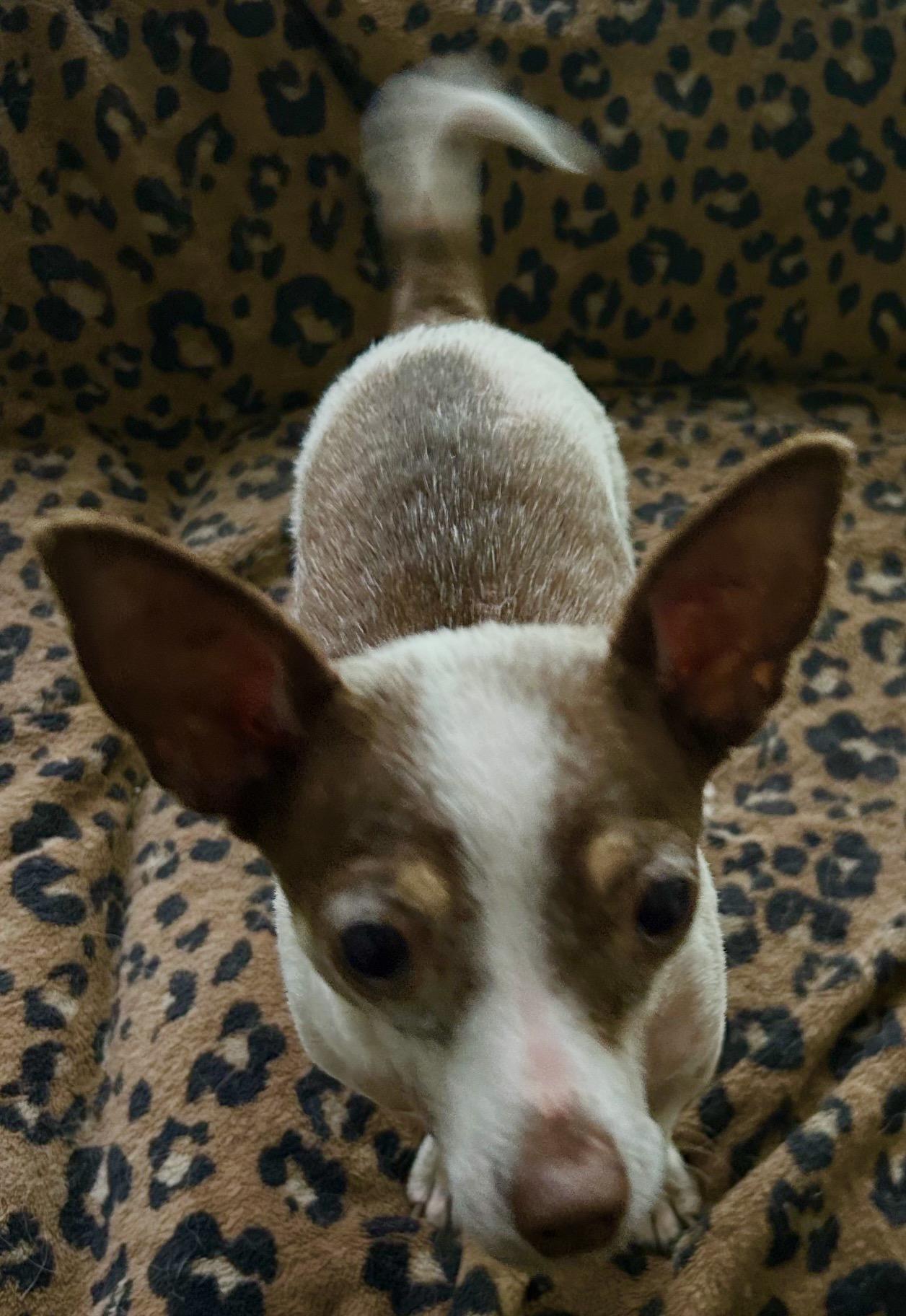 Wemby, a ADOPTABLE Chihuahua in Beaverton, OR image 2/6