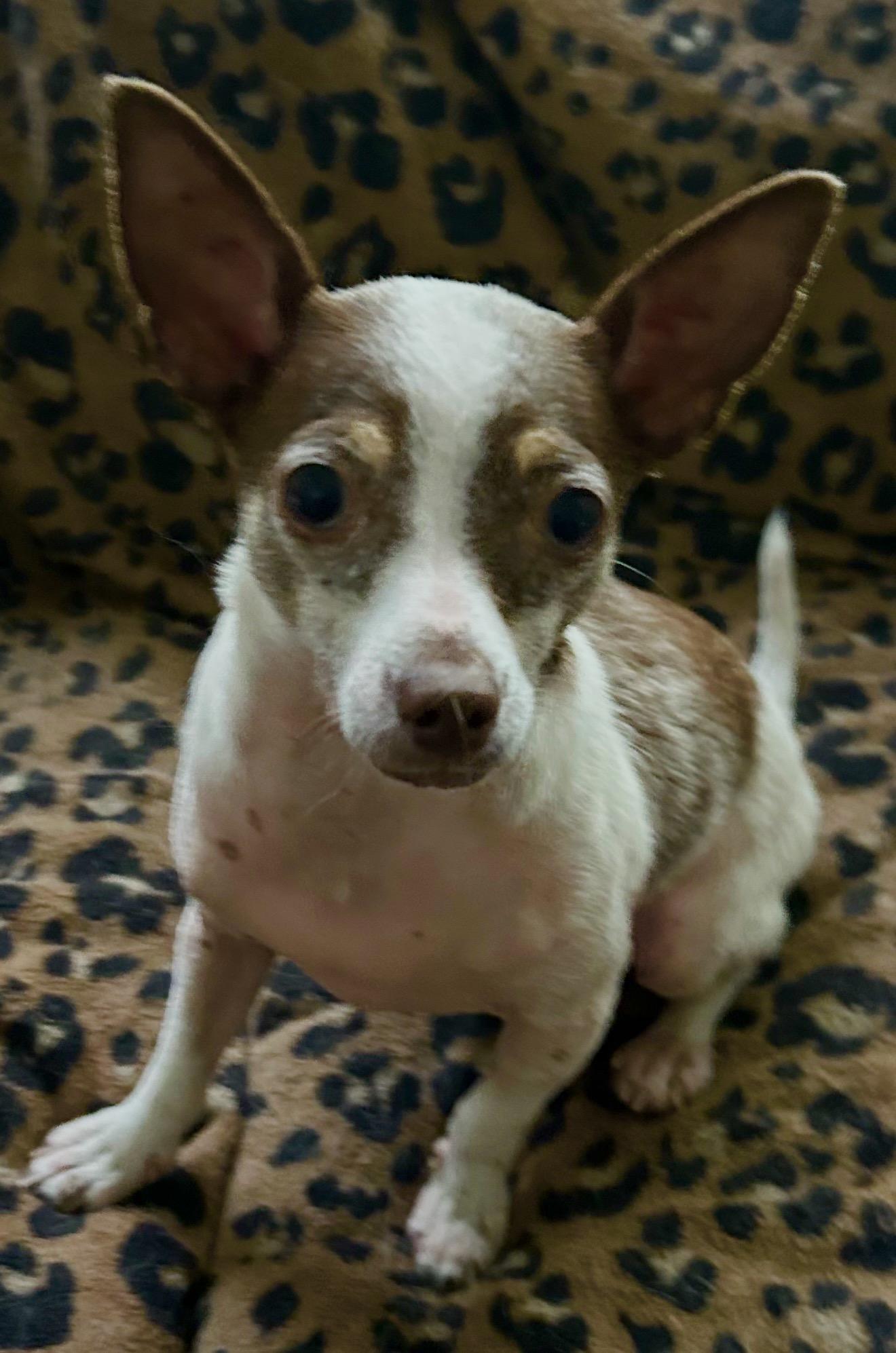 Wemby, a ADOPTABLE Chihuahua in Beaverton, OR image 3/6