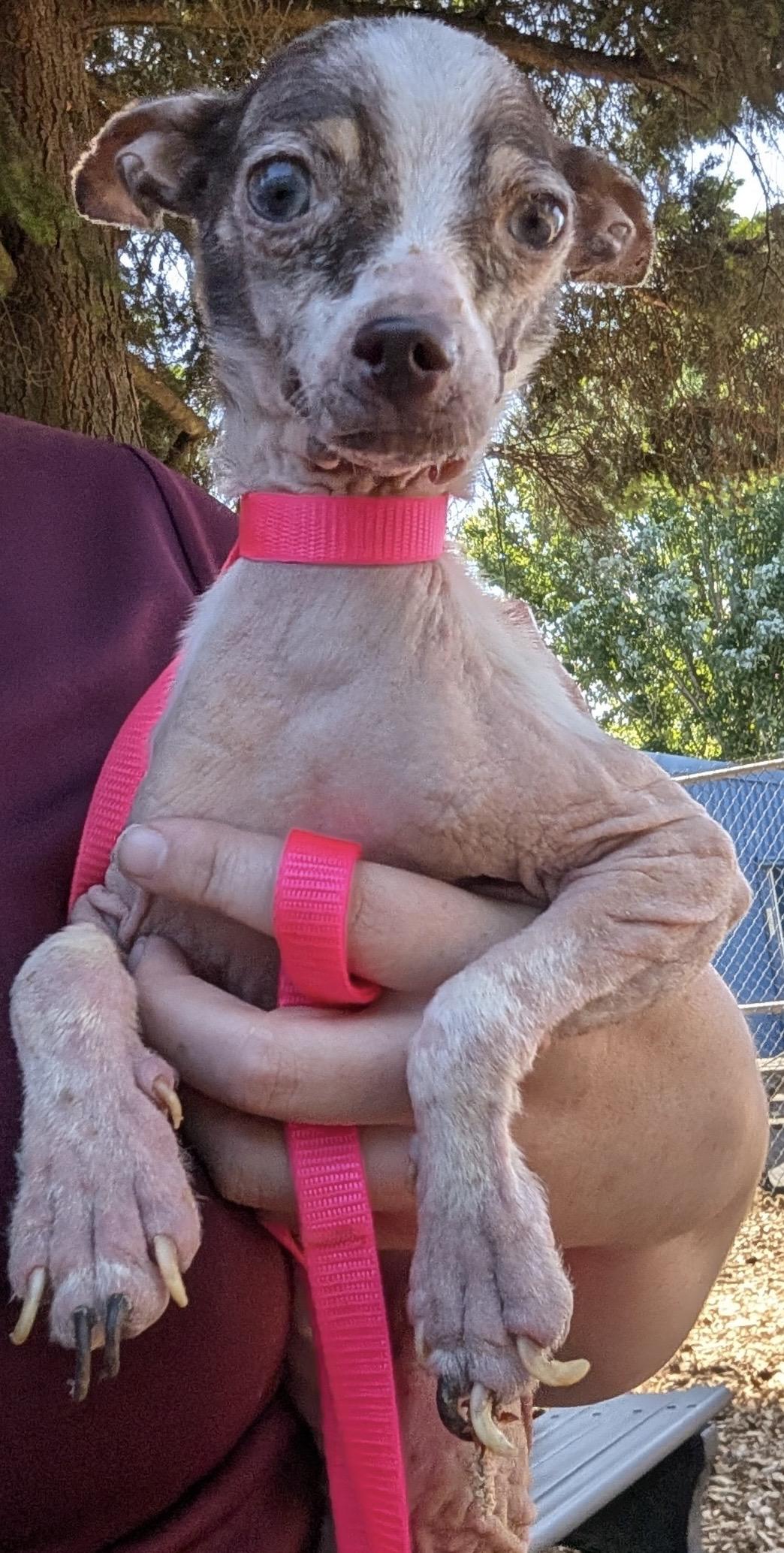 Wemby, a ADOPTABLE Chihuahua in Beaverton, OR image 5/6