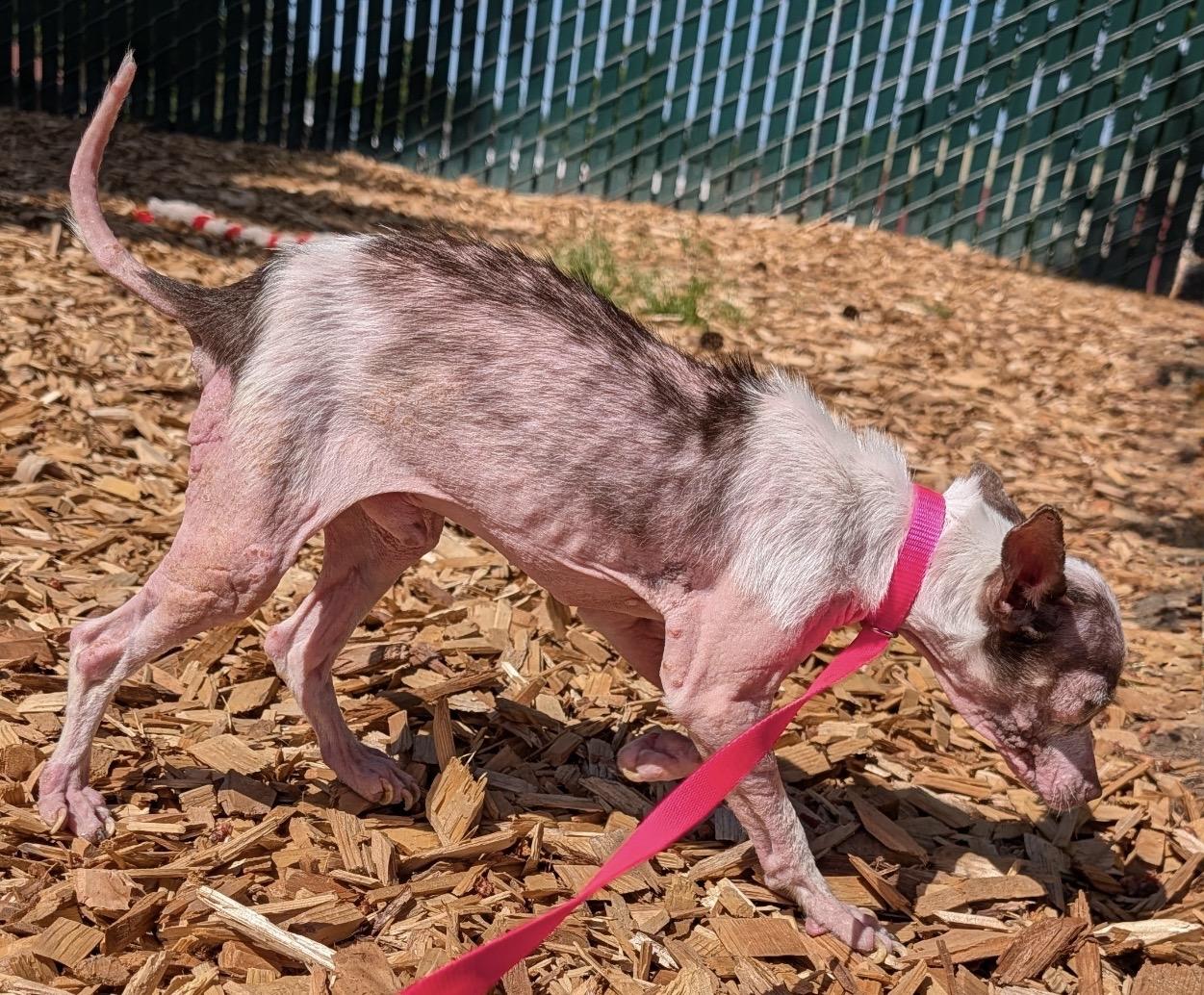 Wemby, a ADOPTABLE Chihuahua in Beaverton, OR image 6/6