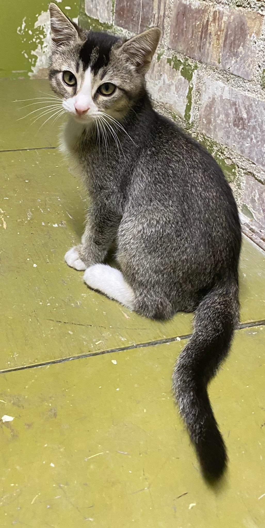 Mookie (very friendly), a Adoptable Domestic Short Hair in Los Angeles, CA image 2/2