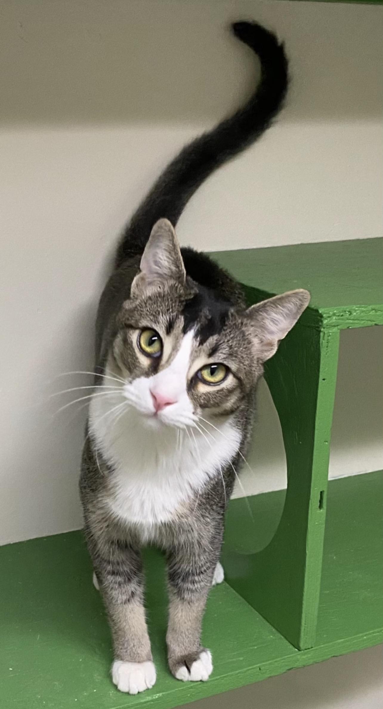 Mookie (very friendly), a Adoptable Domestic Short Hair in Los Angeles, CA image 1/3